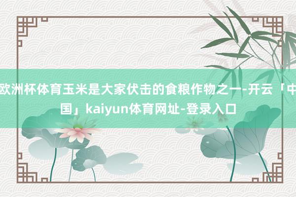 欧洲杯体育玉米是大家伏击的食粮作物之一-开云「中国」kaiyun体育网址-登录入口